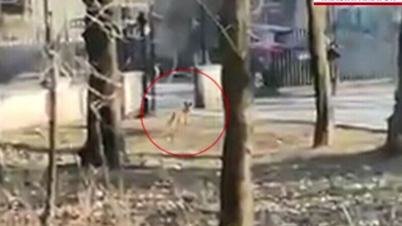 Două vulpi, la plimbare prin parc, în Craiova. Avertismentul specialiștilor