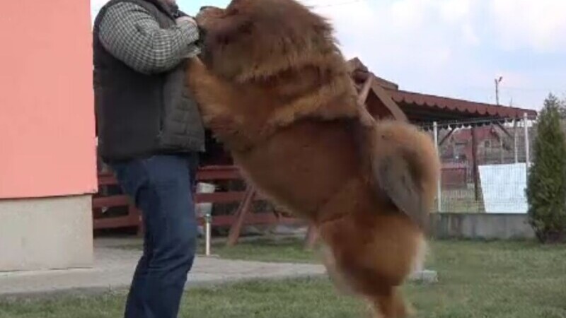 Boss, câinele mastiff din Târgu Mureș care a câștigat 360 de premii internaționale. Are propriul lui șofer și dresor