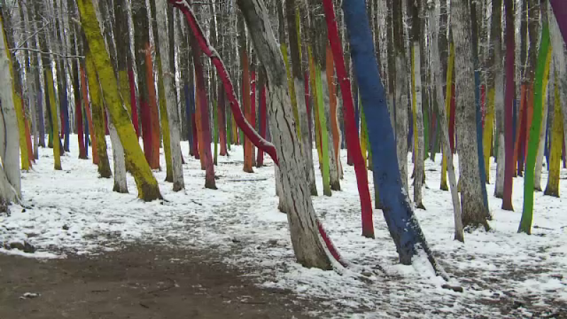 Artiștii au revenit în Pădurea Colorată din Gorj pentru a planta copaci