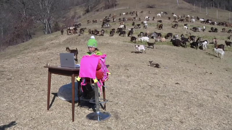 O fetiță din Italia face ore online de pe munte, din mijlocul caprelor. ”Ești norocoasă”