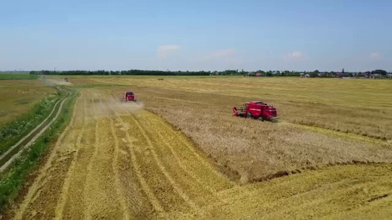 Războiul Rusiei din Ucraina lovește piața mondială a cerealelor. România are suficiente rezerve pentru a face față