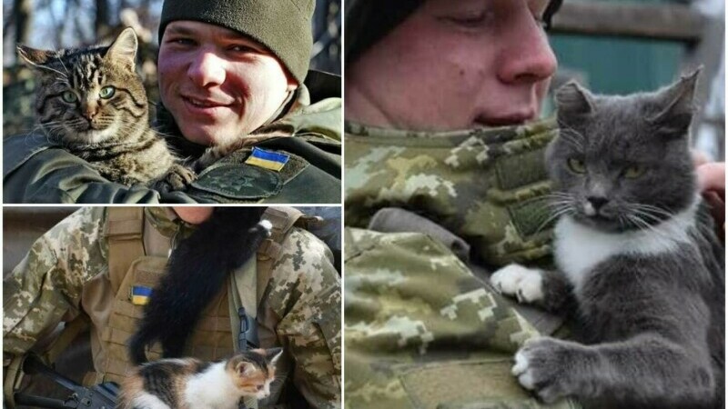 pisici, Ucraina