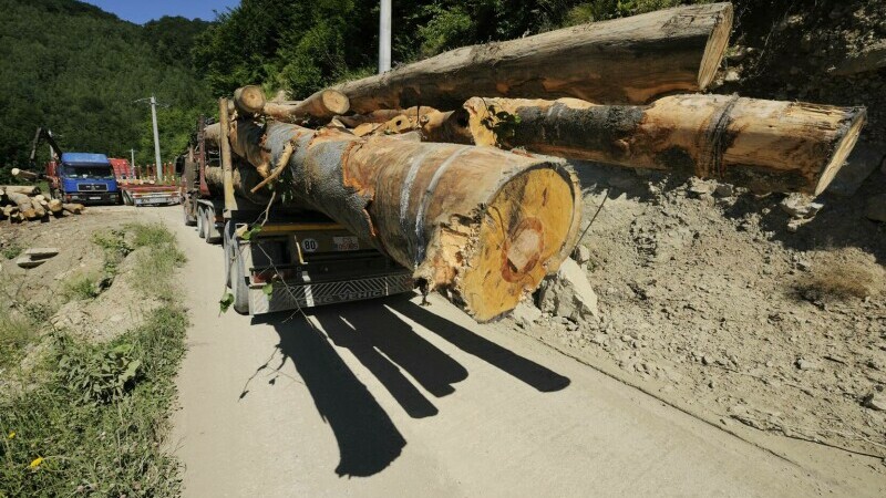 taieri ilegale, lemn, transport lemn