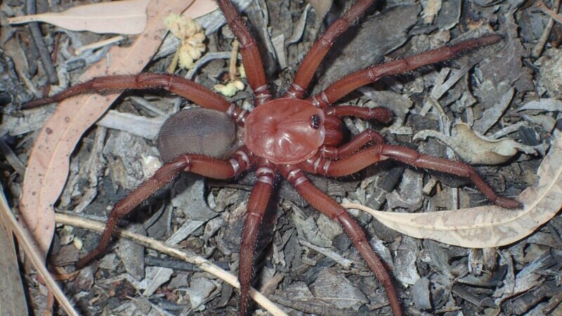 păianjen roșu
