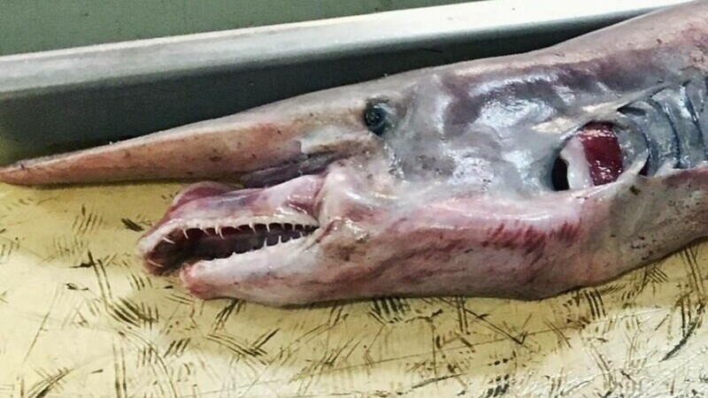 rechin