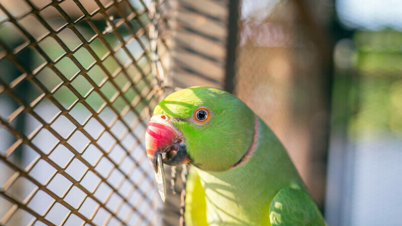 Criminal prins după ce un papagal i-a repetat constant numele. A primit închisoare pe viață, după zece ani de anchete