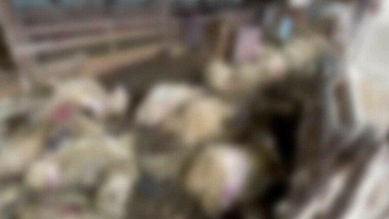 Sute de oi omorâte de câinii sălbăticiți, în Timiș. Nici gardul electric nu i-a ținut la distanță