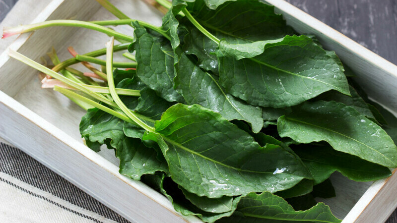 stevia