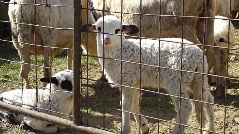miei