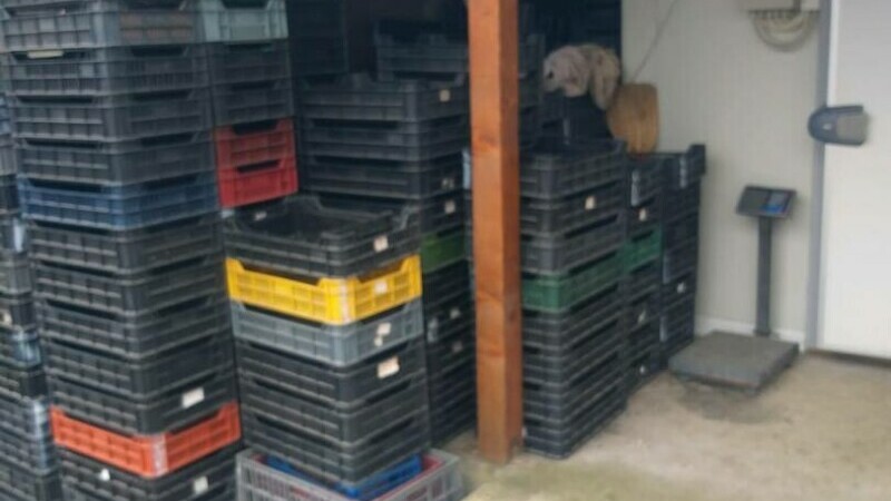 O companie a recoltat ilegal 18 tone de trufe, dar în acte a trecut o cantitate mult mai mică. Garda de Mediu a intrat pe fir