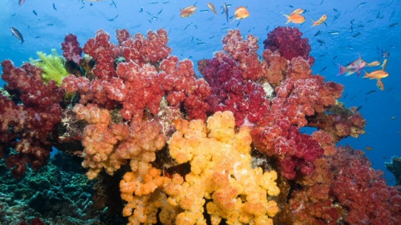 recif de corali