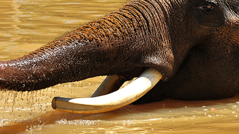 elefant