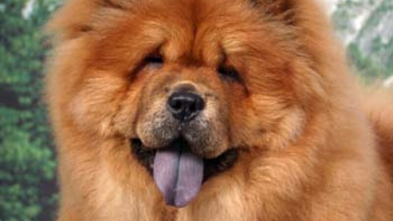 chow chow