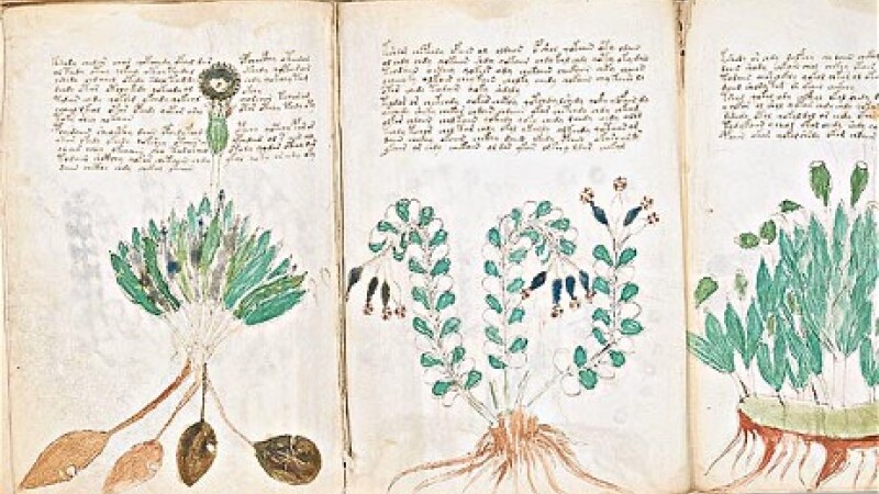 manuscrisul lui Voynich