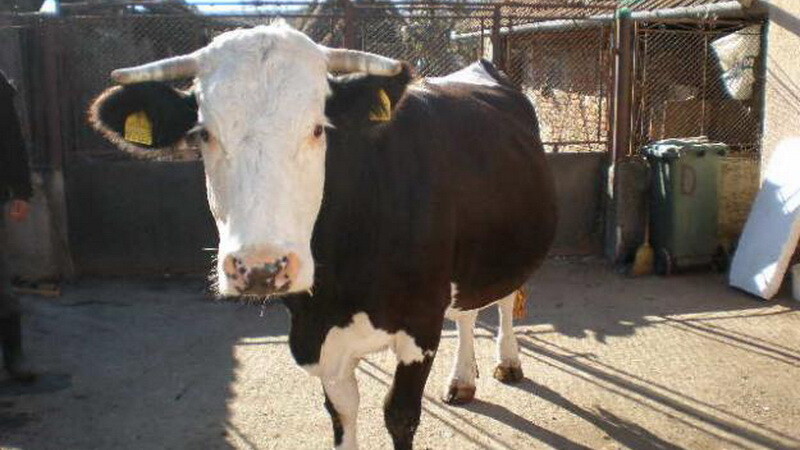 vaca baltata