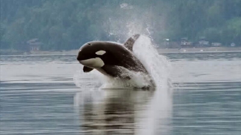 orca, balena ucigasa