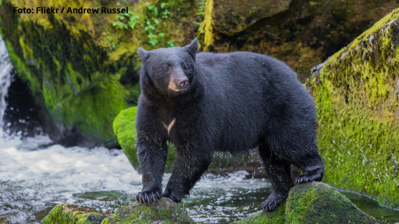 urs negru din Statele Unite