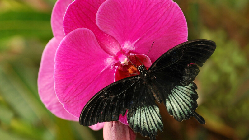 fluture pe o floare