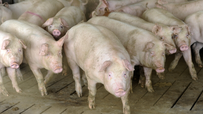 porci agerpres