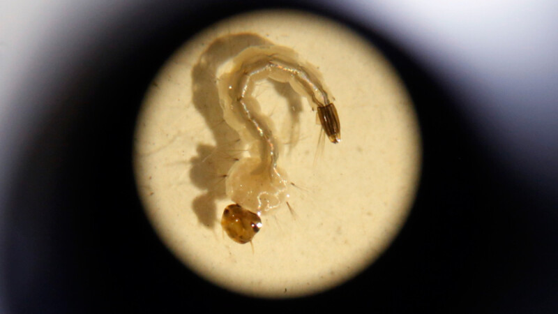 larva de tantar Aedes Aegpty vazuta la microscop