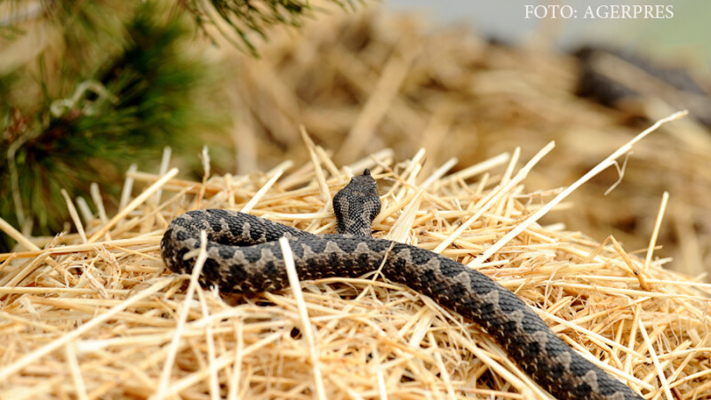 Vipera ammodytes - vipera cu corn