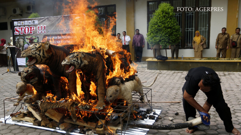 tigri impaiati arsi in Aceh