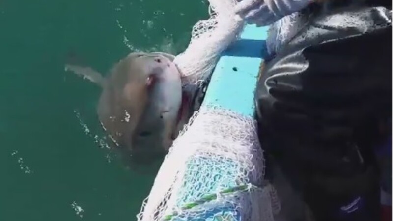 rechin Australia