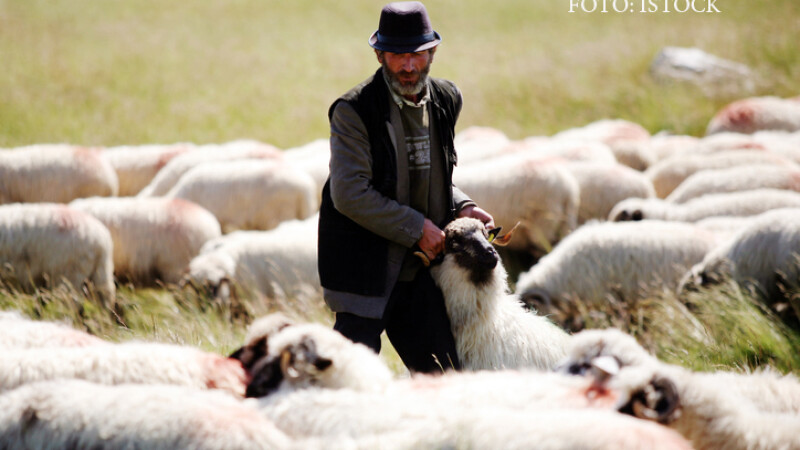 cioban cu oi