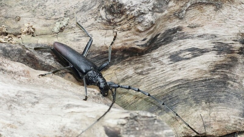 Cerambyx cerdo, croitorul stejarului