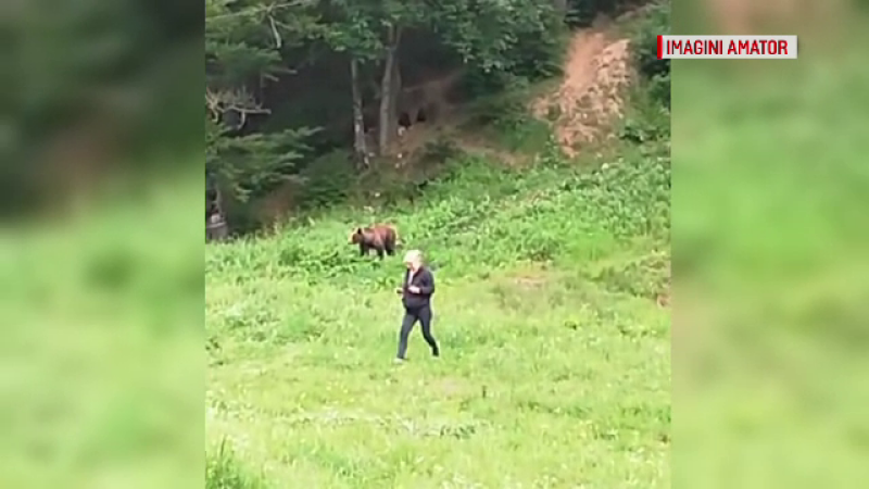 O ursoaică și puii ei au coborât printre turiștii care făceau grătare, la Bușteni