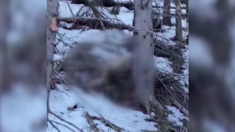 Anchetă în Suceava. Un video cu doi cerbi în agonie, împușcați de braconieri, a ajuns în mediul online