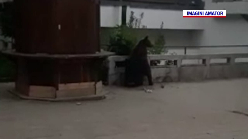 Urșii se plimbă nestingheriți prin Stațiunea Tușnad, în lipsa turiștilor. VIDEO