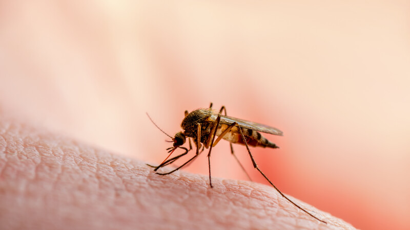 Pot țânțarii să transmită oamenilor coronavirus? Răspunsul OMS