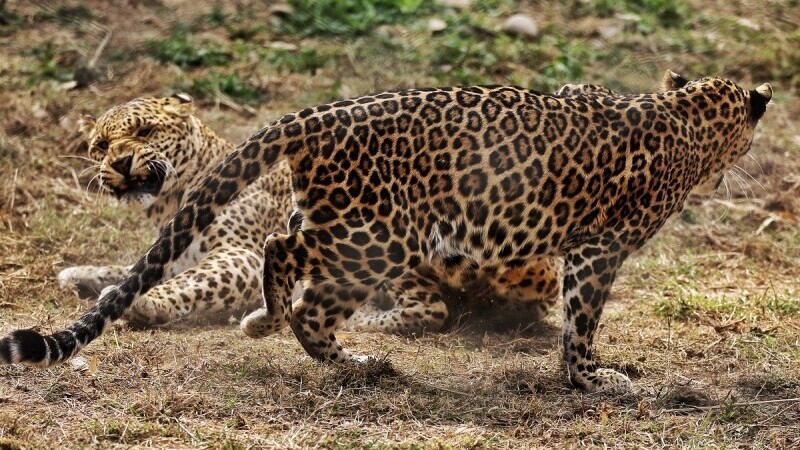 VIDEO. Trei leoparzi au scăpat de la o grădină zoologică din China, iar unul e încă liber