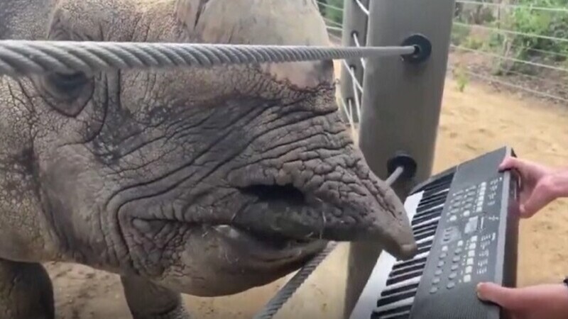 Așa ceva se vede rar. Un rinocer de la o grădină zoologică din SUA cântă la orgă