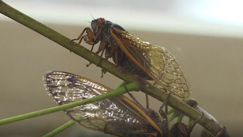 Un profesor face mâncare din insecte. Cicadele sunt preferatele sale