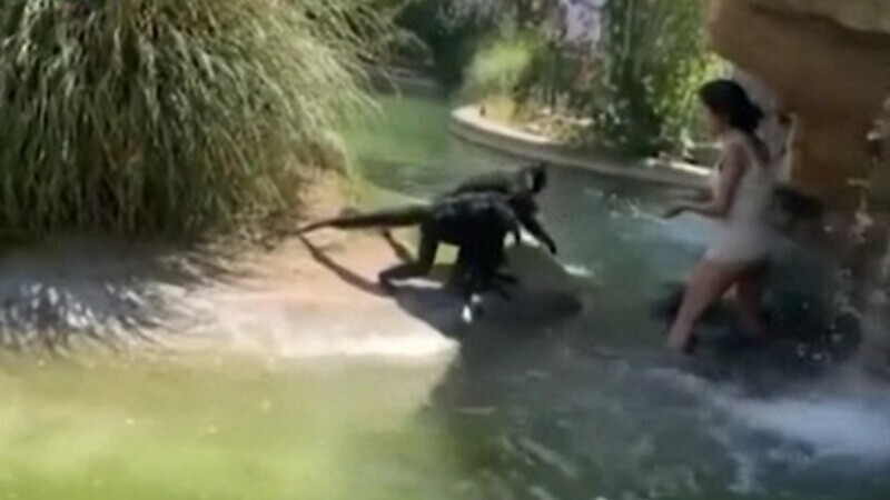 Așa ceva se vede rar. O tânără a sărit gardul la zoo și a început să se joace cu maimuțele