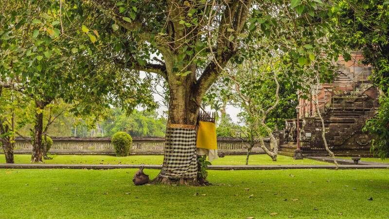 Un cuplu rus, expulzat din Bali din cauza unei fotografii nud care a fost realizată sub un copac sacru