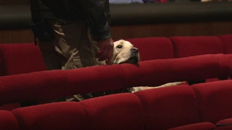 SUA: 12 câini au ajuns la Opera din Denver. Animalele sunt învăţate să fie ghizi pentru nevăzători