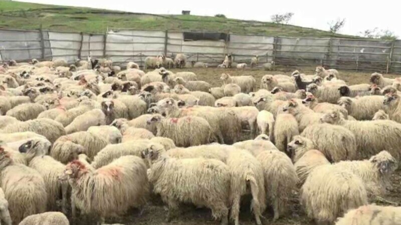 Lupii au făcut prăpăd la o stână din Alba. Haita a ucis 60 de oi și 60 de miei. Oamenii spun că nu au mai văzut așa măcel