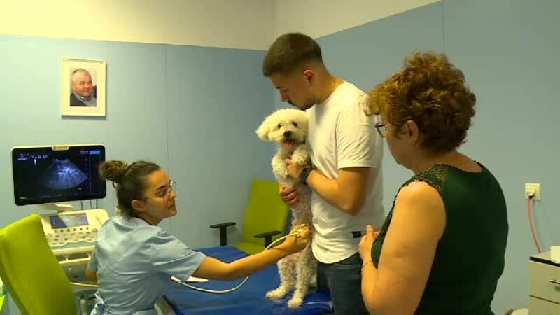 veterinar, animal, caine