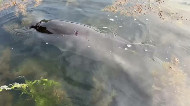 delfini raniti