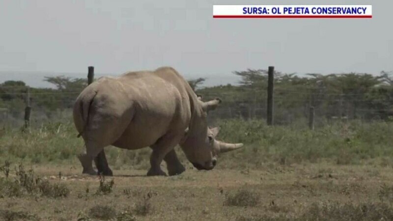 Fertilizare in vitro pentru salvarea unui animal aproape dispărut. Ultimul mascul de rinocer alb a murit acum patru ani