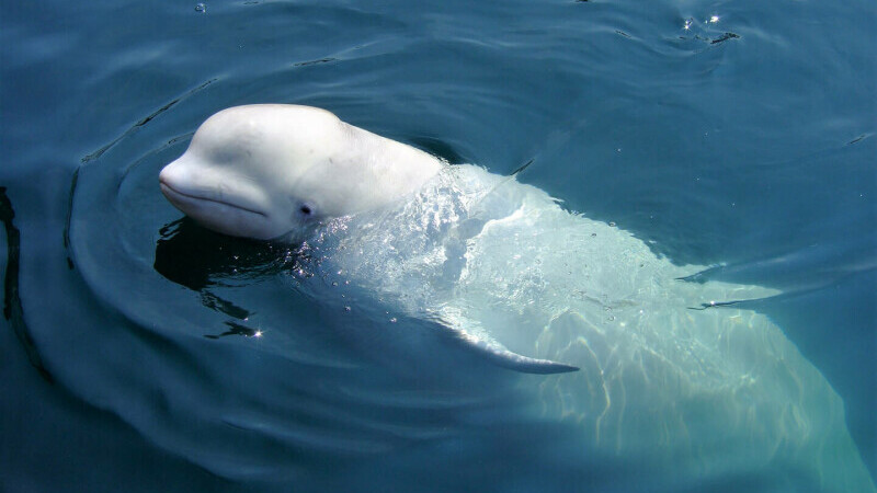 beluga