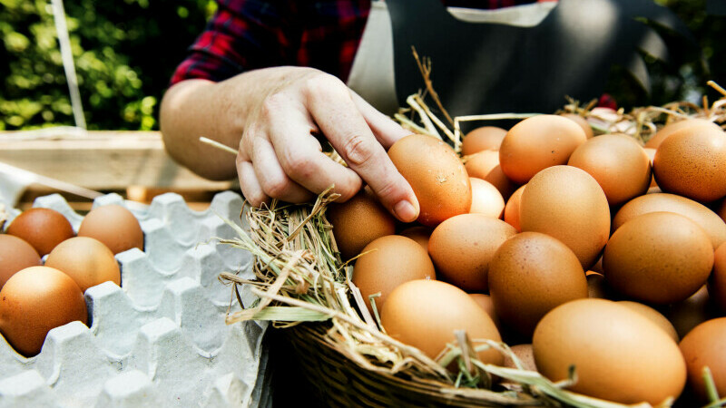 afacere cu gaini ouatoare