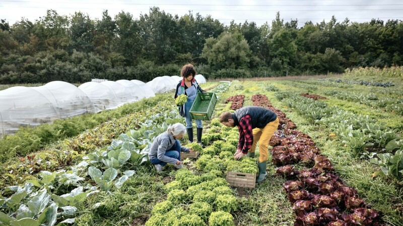 Cum pot fi integrate în muncă persoanele vulnerabile. “Suntem într-un paradox, avem două milioane de oameni inactivi”