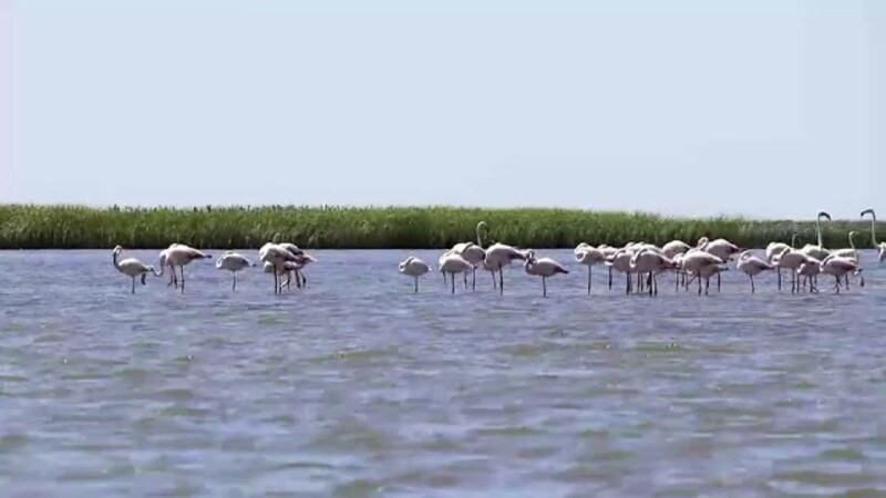 flamingo