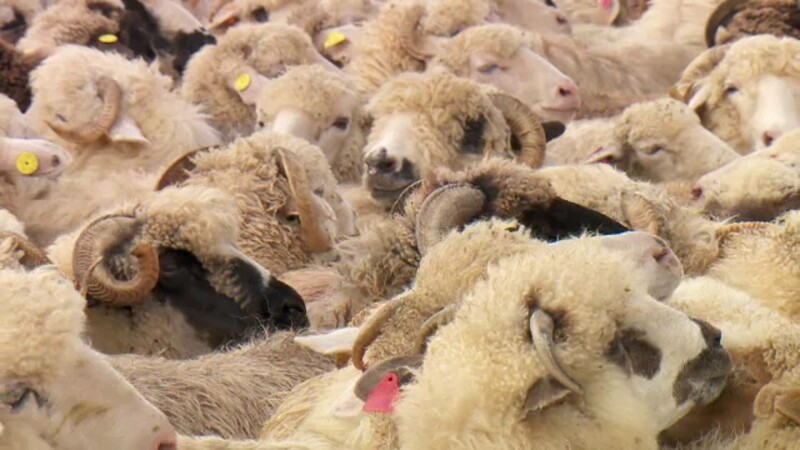 export ovine