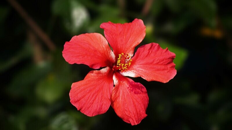 hibiscus