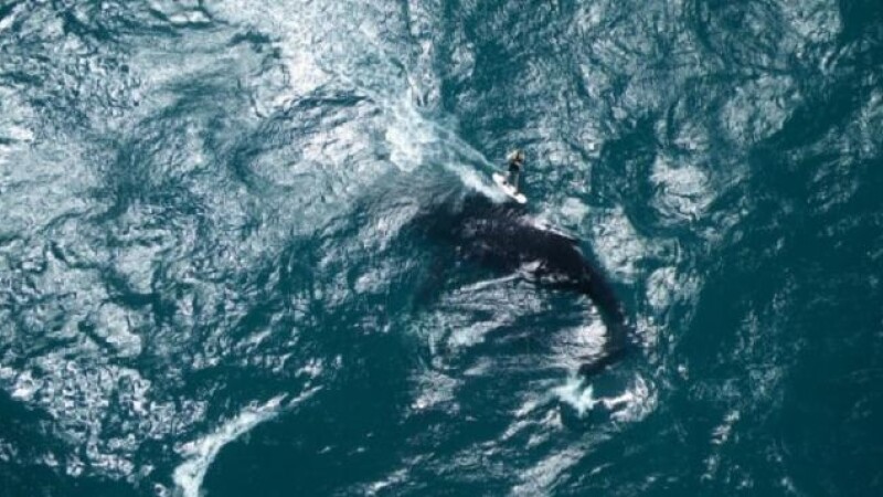surf balena